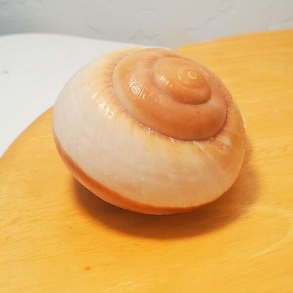 This is a marine gastropod, Sea Snail in light colors 3.25" Long - Picture 2 of 6